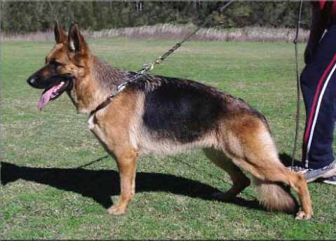 Durnstein Xquisite at Breed Survey